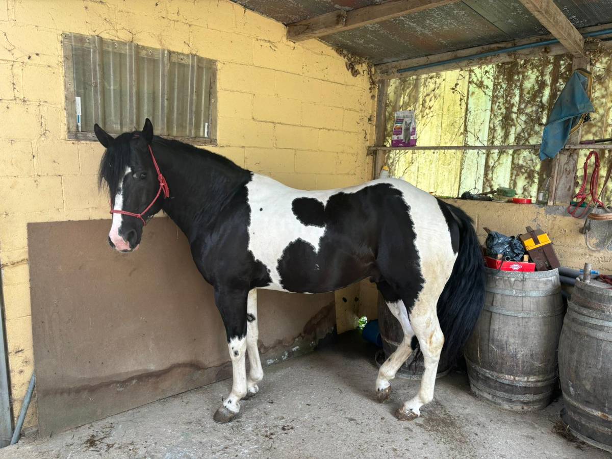 PAINT HORSE AMERICANO - imagen 1