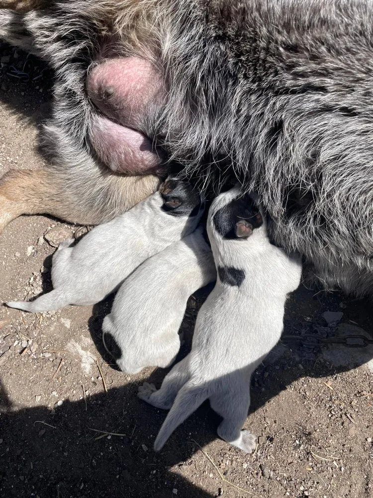 Camada pastor australiano  - imagen 1