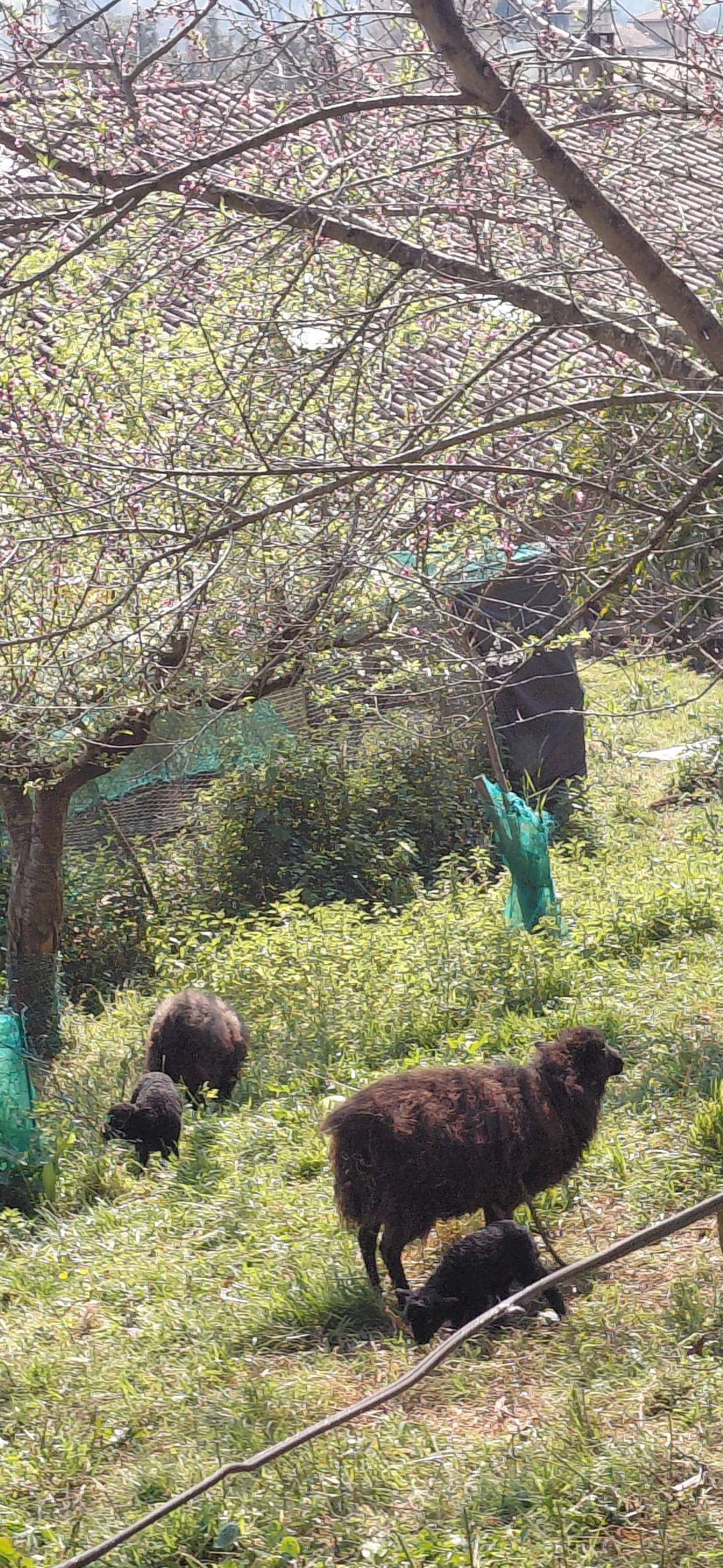 Oveja enana ouessant  - imagen 1