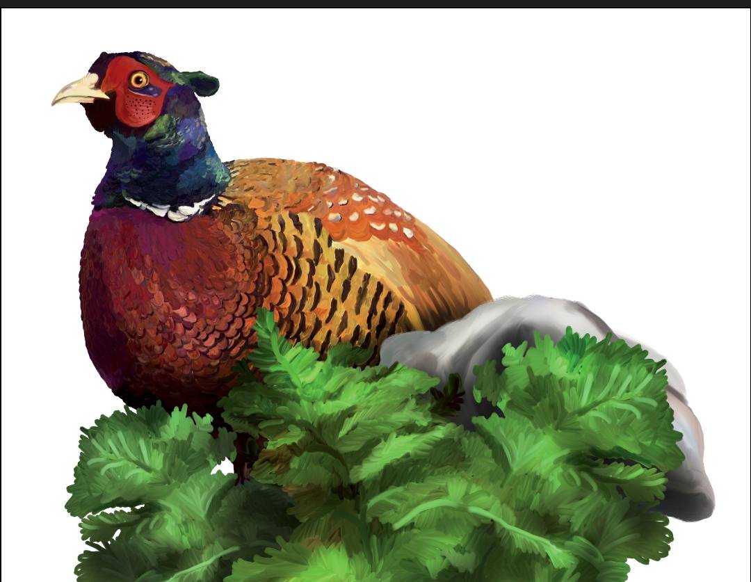 Se vendo o se cambia trio de faisan - imagen 1