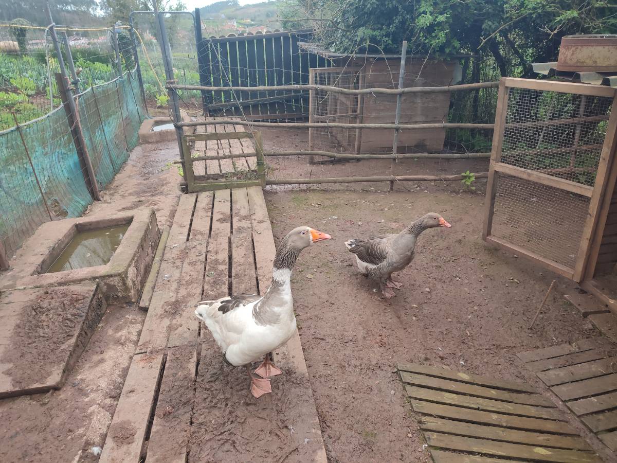 Se venden ocas - imagen 1