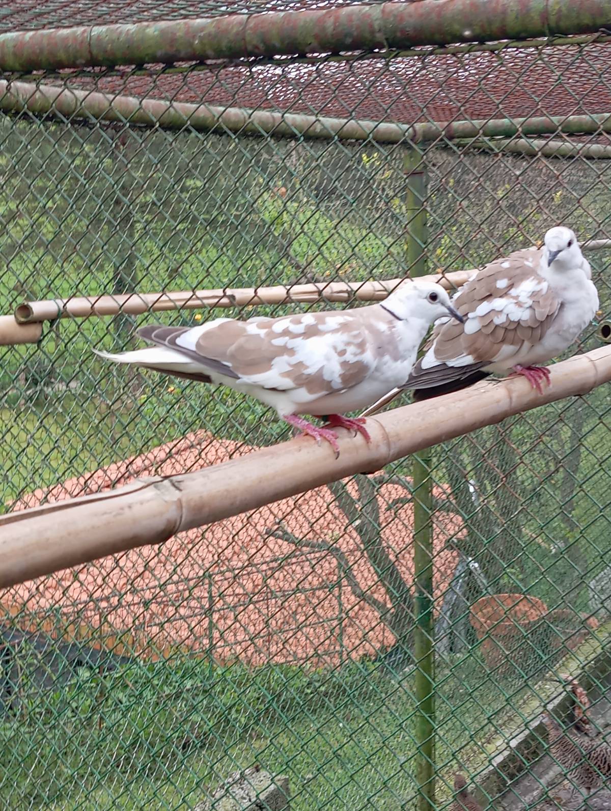 Vendo tórtolas turcas