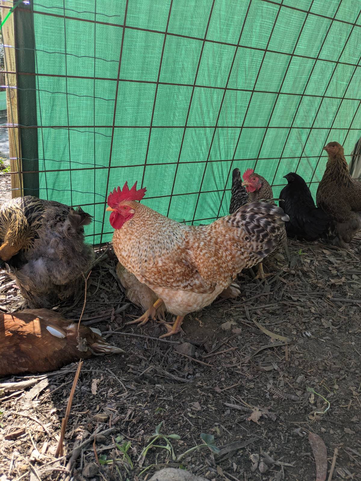 Gallo Euskal Pilo marraduna - imagen 1