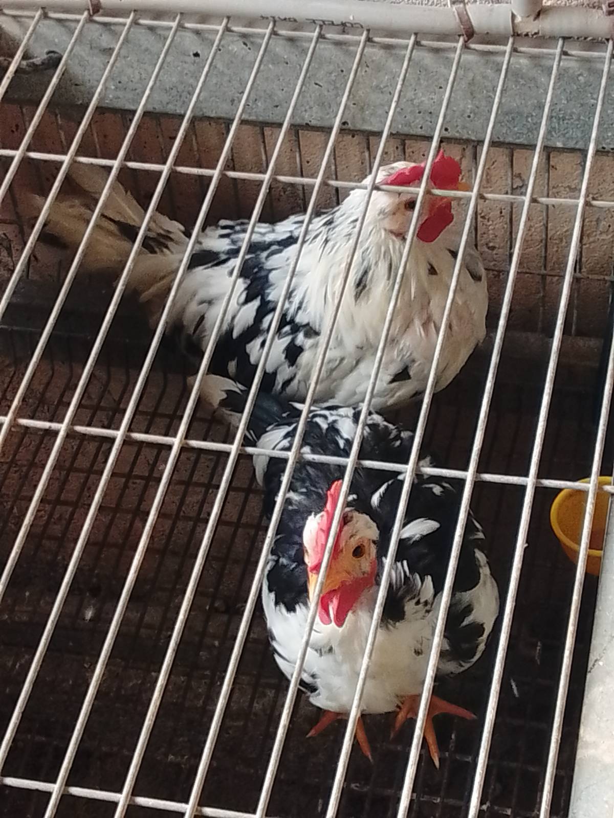 SE VENDEN O CAMBIAN - imagen 1