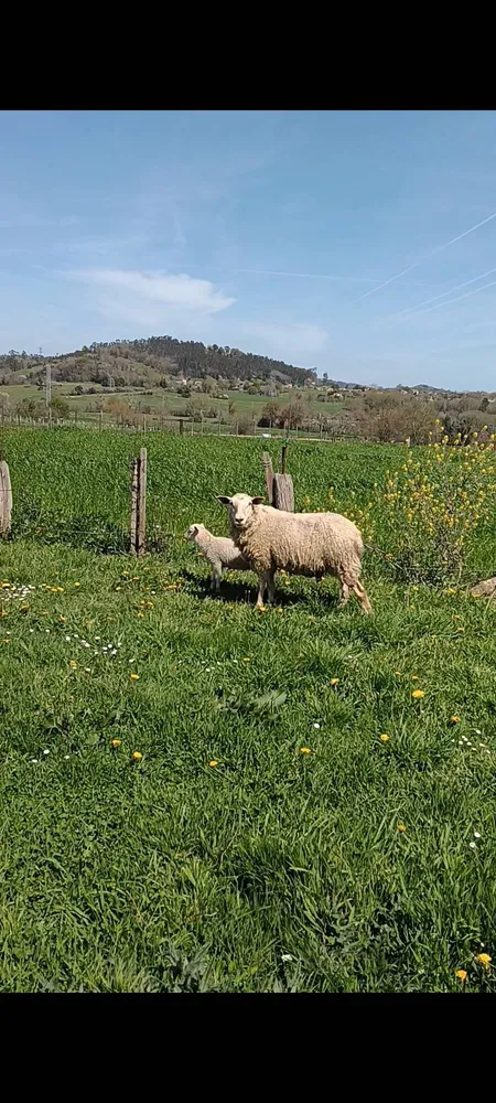 Oveja parida - imagen 1
