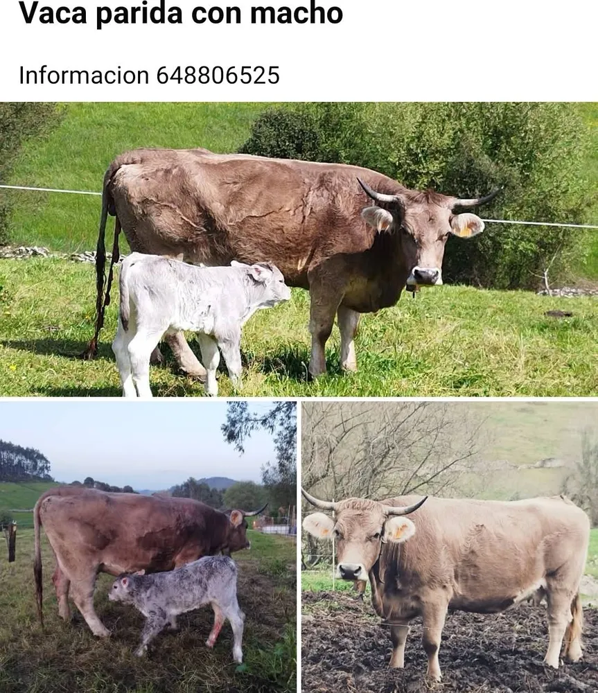 Parda de montaña  - imagen 1