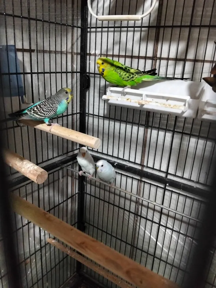 Se venden - imagen 1