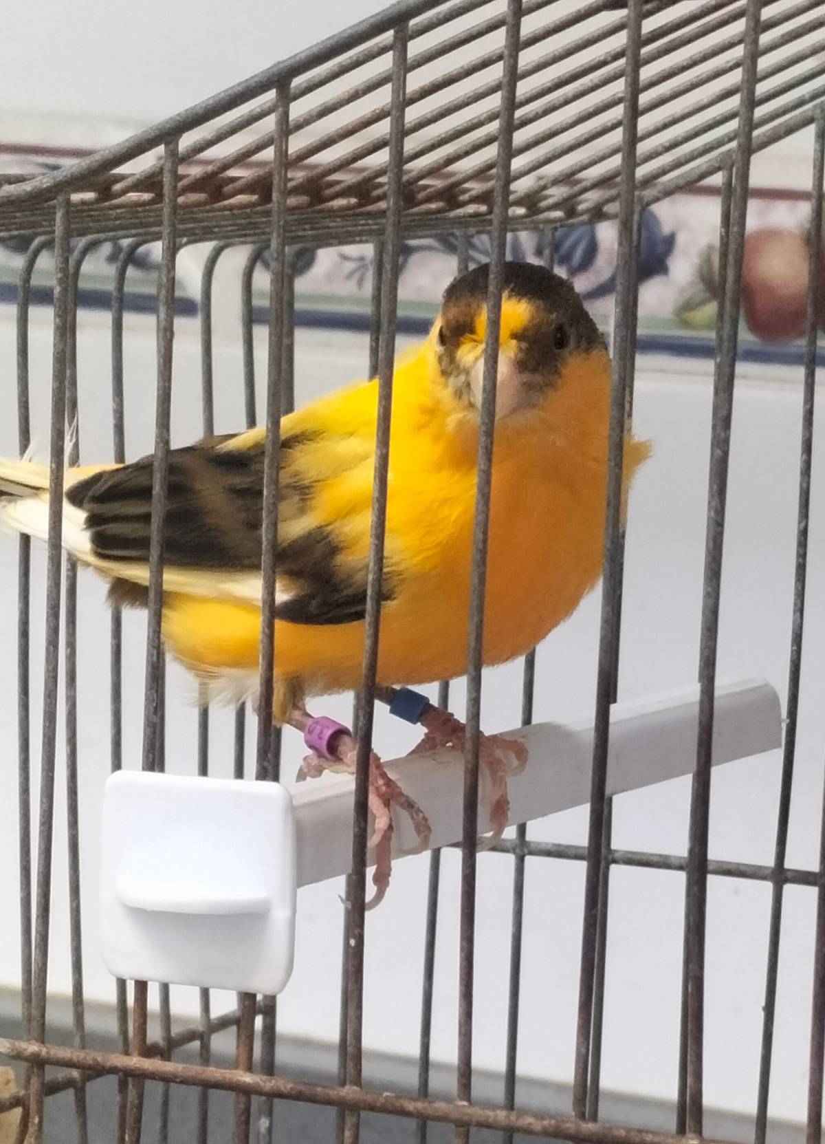 Canarios  - imagen 1