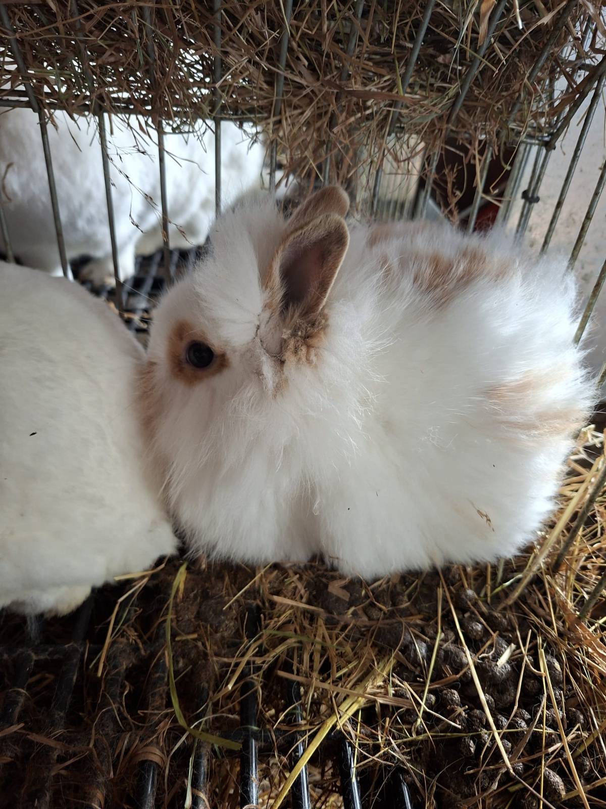 Conejos enanos - imagen 1