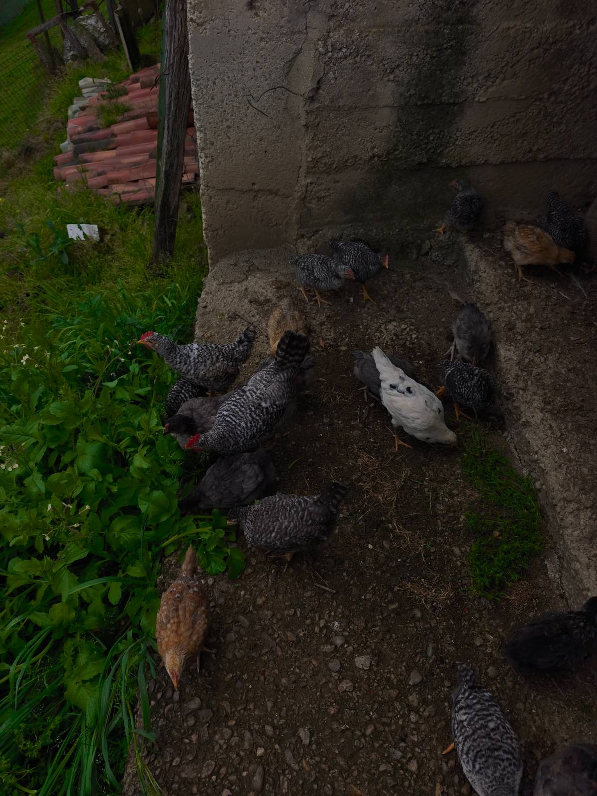 Pollos 2 meses - imagen 1