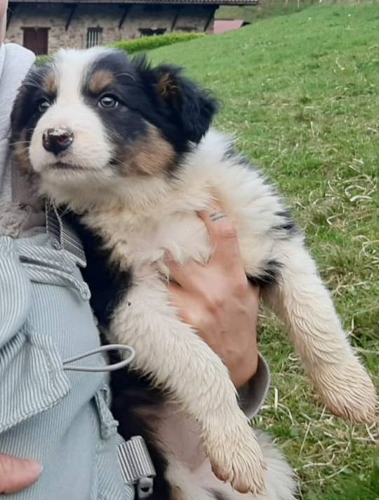 Cachorra border collie - imagen 1