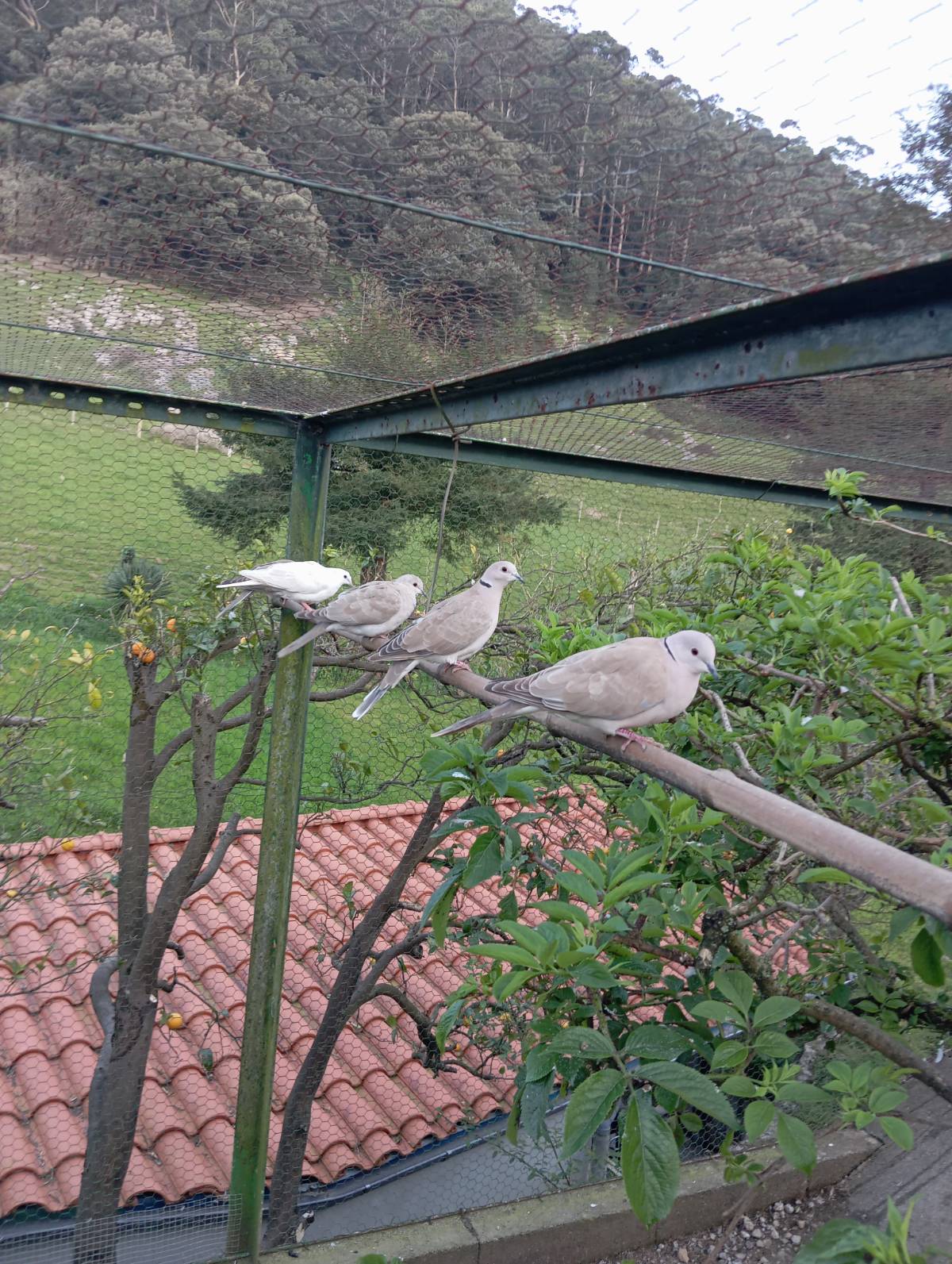 Vendo tórtolas turcas - imagen 1