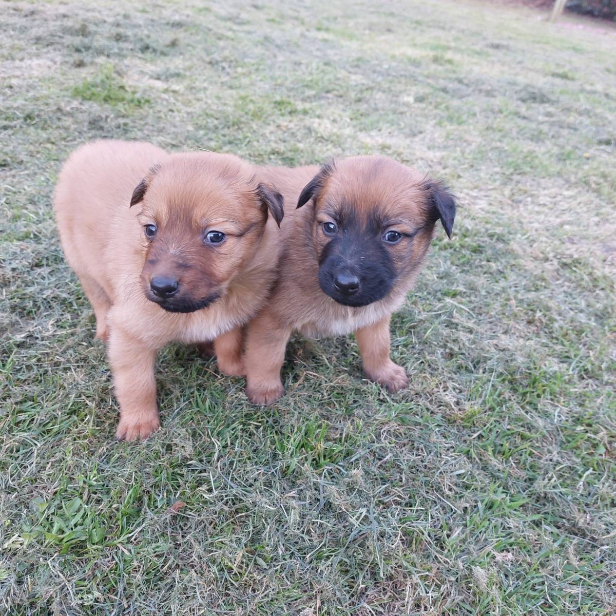 Pastor Vasco-Gorbeako artzain  - imagen 1