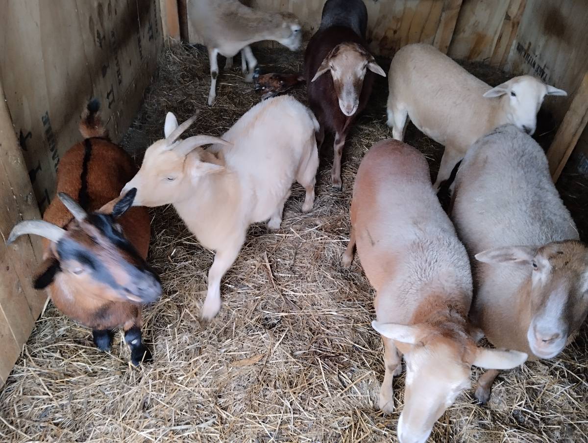 Cabras enanas  - imagen 1