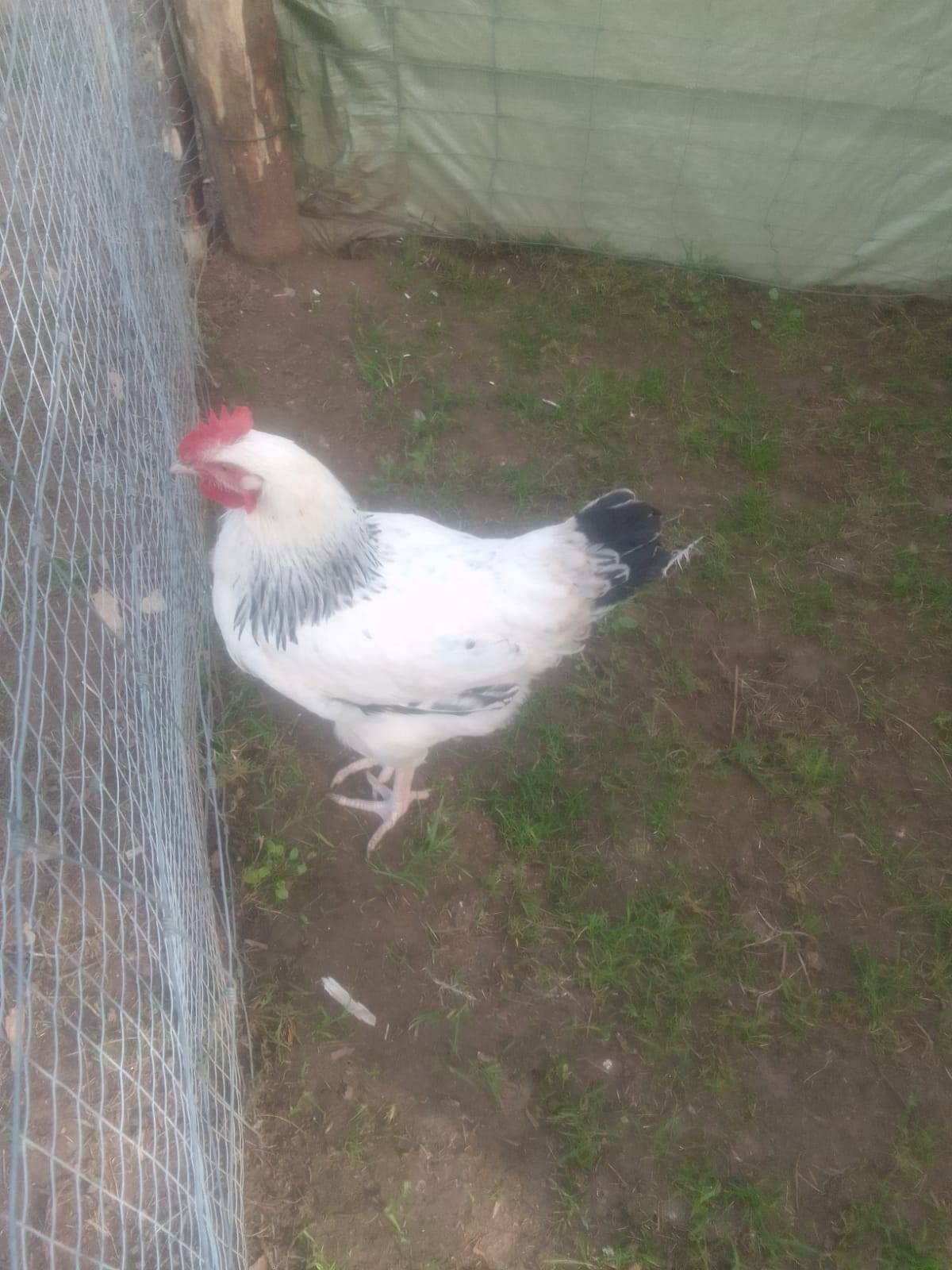 Gallo raza susex - imagen 1