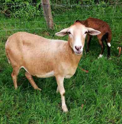 Busco Ovejas Pelibuey o Dorper - Asturias - imagen 1