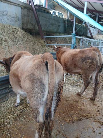 12 Novillas Asturianas Preñadas - imagen 1