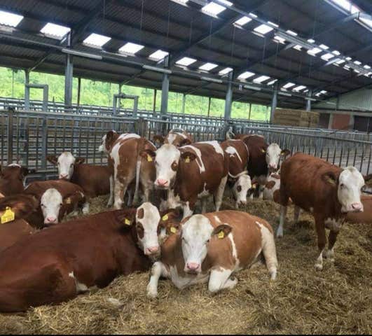 Novillas Fleckvieh de Élite - Líderes de Raza