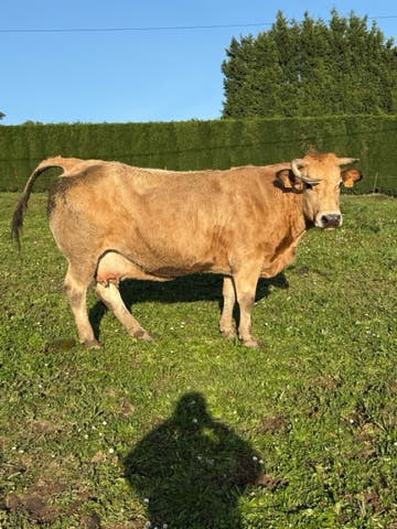 Vaca Preñada de 5 Meses - 14 años