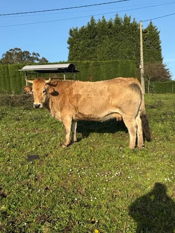 Vaca Preñada de 6 Meses - 5 años