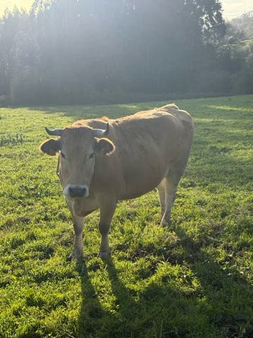 Vaca Preñada de 5 Meses - 6 años