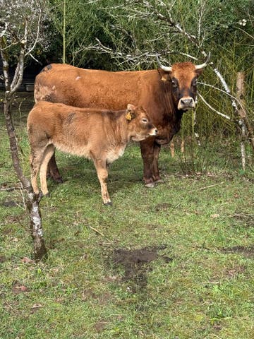 Vaca Culona con Ternera - Asturiana de los Valles