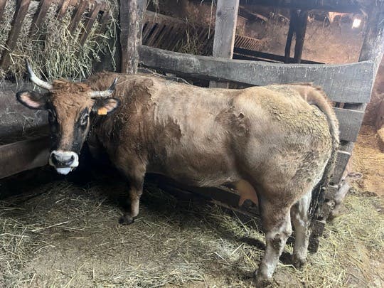 Vaca para Sacrificio - Bien Engordada